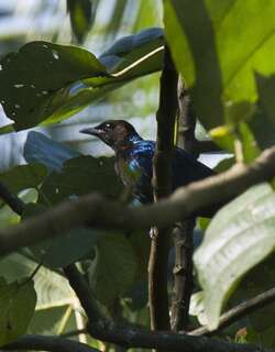 紫头辉椋鸟 / Purple-headed Starling / Hylopsar purpureiceps