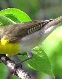 黄胸大䳭莺 / Yellow-breasted Chat / Icteria virens