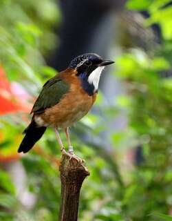 地三宝鸟 / Pitta-like Ground Roller / Atelornis pittoides
