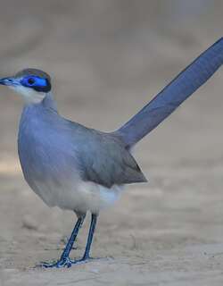 蓝马岛鹃 / Blue Coua / Coua caerulea