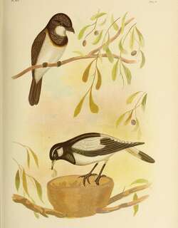 白胸啸鹟 / White-breasted Whistler / Pachycephala lanioides