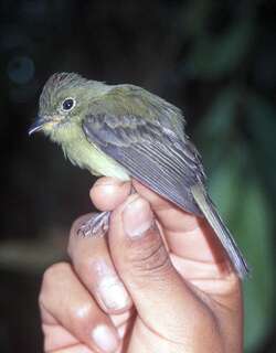 橙冠斑翅霸鹟 / Orange-crested Flycatcher / Myiophobus phoenicomitra