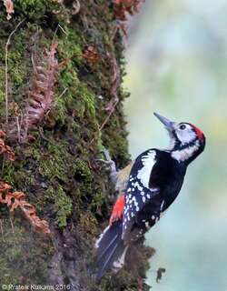 喜马拉雅啄木鸟 / Himalayan Woodpecker / Dendrocopos himalayensis