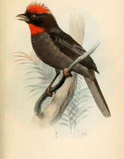 烟色蚁唐纳雀 / Sooty Ant Tanager / Habia gutturalis