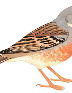 灰颈鹀 / Grey-necked Bunting / Emberiza buchanani