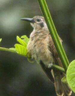小长嘴鹃 / Long-billed Cuckoo / Chrysococcyx megarhynchus