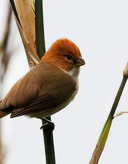 白胸鸦雀 / White-breasted Parrotbill / Psittiparus ruficeps