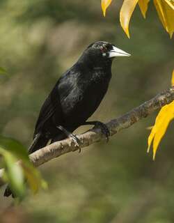 黑酋长鹂 / Solitary Cacique / Cacicus solitarius
