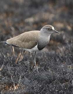 塞内加尔麦鸡 / Senegal Lapwing / Vanellus lugubris