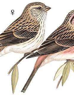 喜山红眉朱雀 / Himalayan Beautiful Rosefinch / Carpodacus pulcherrimus