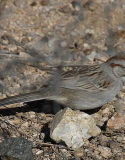 棕翅猛雀鹀 / Rufous-winged Sparrow / Peucaea carpalis