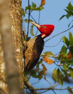 淡嘴啄木鸟 / Pale-billed Woodpecker / Campephilus guatemalensis