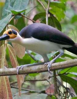 白颈岩鹛 / White-necked Rockfowl / Picathartes gymnocephalus