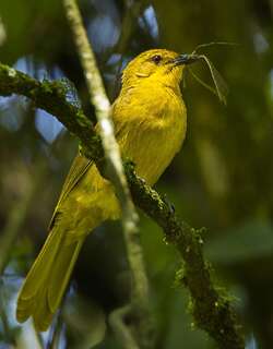 娇绿鸫鹎 / Joyful Greenbul / Chlorocichla laetissima