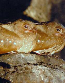 油鸱 / Oilbird / Steatornis caripensis