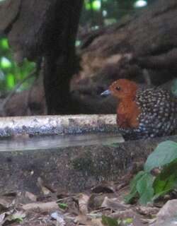 黄斑侏秧鸡 / Buff-spotted Flufftail / Sarothrura elegans