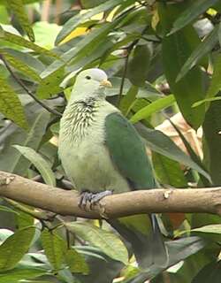 灰绿果鸠 / Grey-green Fruit Dove / Ptilinopus purpuratus