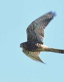 斑隼 / Spotted Kestrel / Falco moluccensis