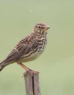 长嘴凤头百灵 / Large-billed Lark / Galerida magnirostris