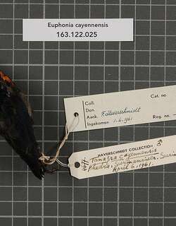 金胁歌雀 / Golden-sided Euphonia / Euphonia cayennensis