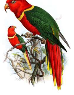 贵妃鹦鹉 / Duchess Lorikeet / Charmosyna margarethae