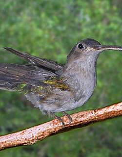 弯翅刀翅蜂鸟 / Curve-winged Sabrewing / Pampa curvipennis