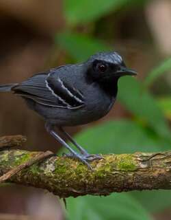 黑脸蚁鸟 / Black-faced Antbird / Myrmoborus myotherinus