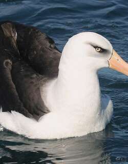 坎岛信天翁 / Campbell Albatross / Thalassarche impavida