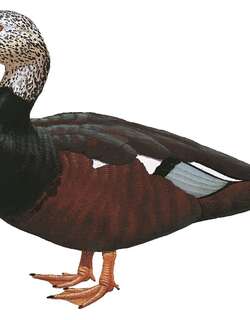 白翅栖鸭 / White-winged Duck / Asarcornis scutulata