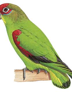 中美红额鹦哥 / Red-fronted Parrotlet / Touit costaricensis