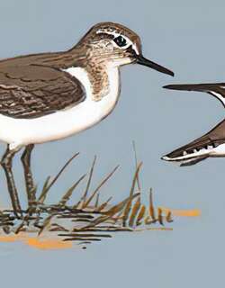 矶鹬 / Common Sandpiper / Actitis hypoleucos