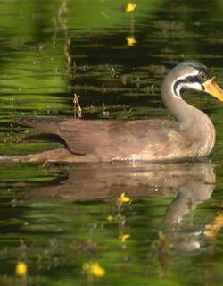 亚洲鳍趾䴘 / Masked Finfoot / Heliopais personatus