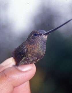 绿额矛嘴蜂鸟 / Green-fronted Lancebill / Doryfera ludovicae