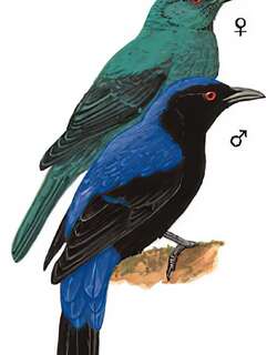 和平鸟 / Asian Fairy-bluebird / Irena puella