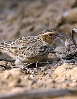 缅甸歌百灵 / Burmese Bush Lark / Mirafra microptera