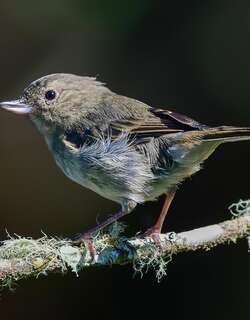灰刺花鸟 / Slaty Flowerpiercer / Diglossa plumbea