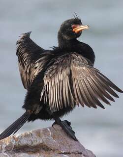 冠鸬鹚 / Crowned Cormorant / Microcarbo coronatus