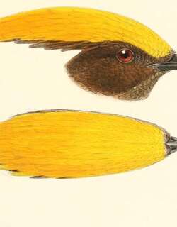 黄额园丁鸟 / Golden-fronted Bowerbird / Amblyornis flavifrons