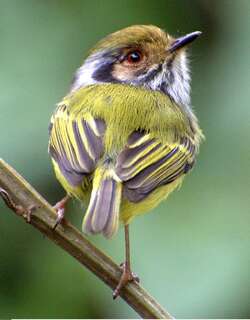 角侏霸鹟 / Eared Pygmy Tyrant / Myiornis auricularis