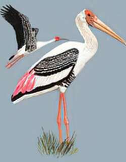 白头鹮鹳 / Painted Stork