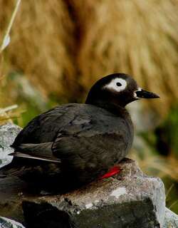 白眶海鸽 / Spectacled Guillemot / Cepphus carbo