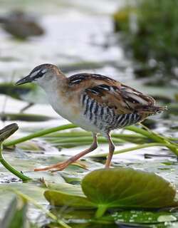黄胸田鸡 / Yellow-breasted Crake / Laterallus flaviventer