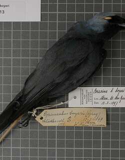 白眼先鹃鵙 / Boyer’s Cuckooshrike / Coracina boyeri
