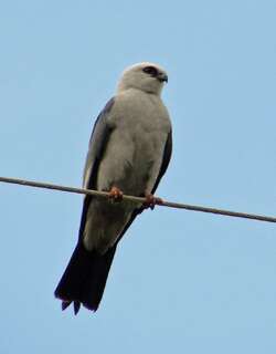 密西西比灰鸢 / Mississippi Kite / Ictinia mississippiensis