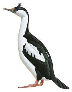 哈岛鸬鹚 / Heard Island Shag / Leucocarbo nivalis