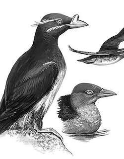 角嘴海雀 / Rhinoceros Auklet / Cerorhinca monocerata