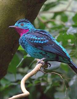 辉伞鸟 / Spangled Cotinga / Cotinga cayana