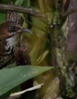 印度斑胸钩嘴鹛 / Spot-breasted Scimitar Babbler / Erythrogenys mcclellandi