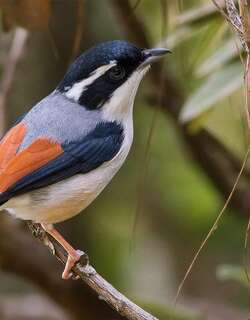 喜马拉雅鵙鹛 / Himalayan Shrike-babbler / Pteruthius ripleyi