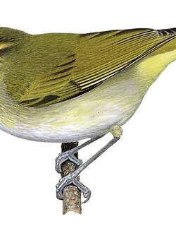 道氏柳莺 / Lemon-throated Leaf Warbler / Phylloscopus cebuensis
